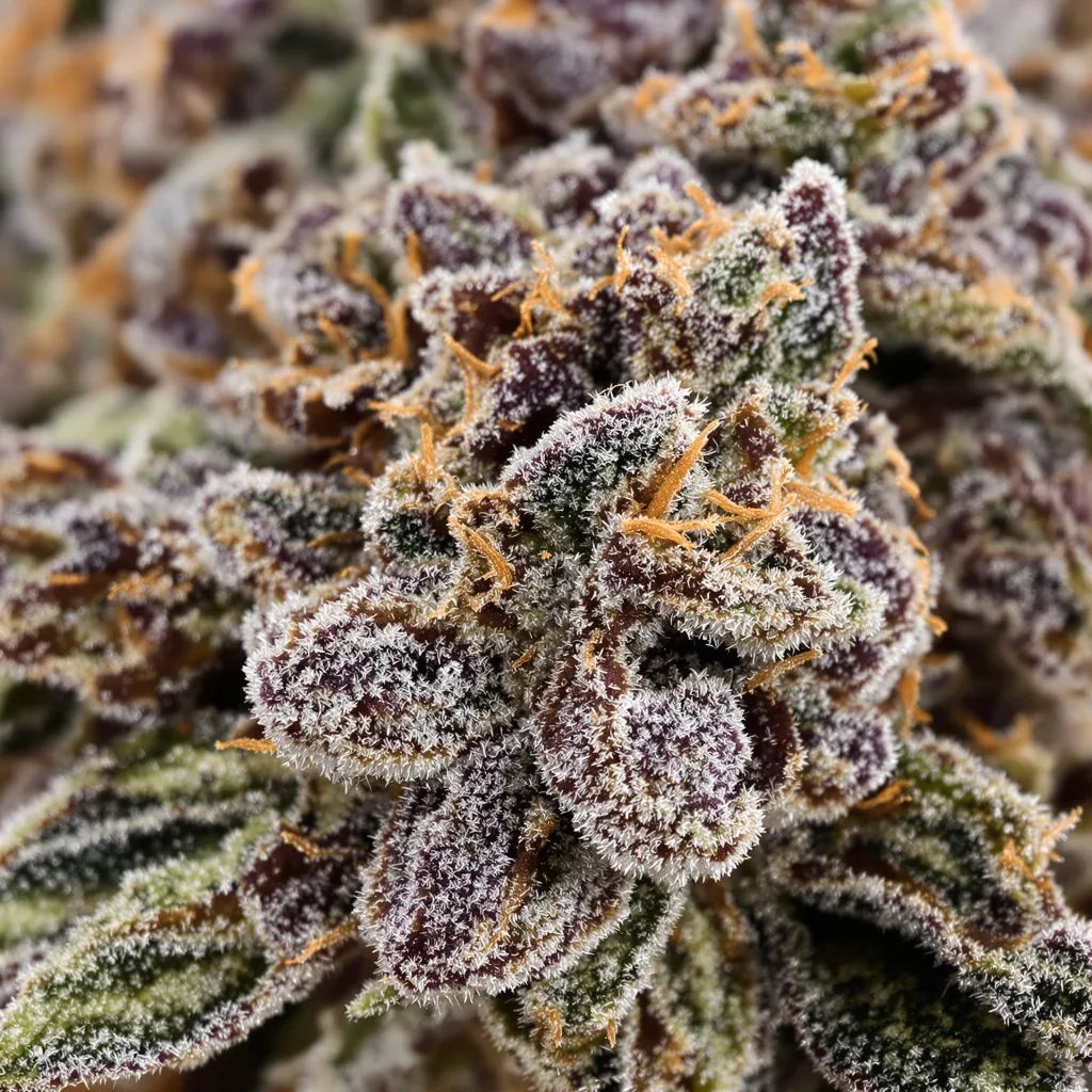 Gros plan de fleur de cannabis Northern Wreck montrant calices denses aux reflets violets