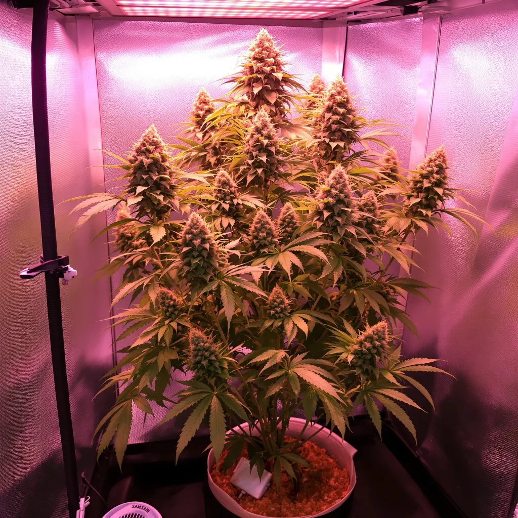 Plante de cannabis Nuclear Cookies en floraison — 120-180 cm féminisée
