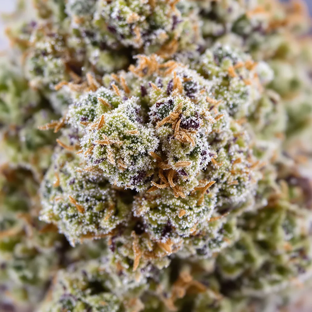 Gros plan de fleur de cannabis NYC Diesel montrant structure ouverte avec pistils orangés