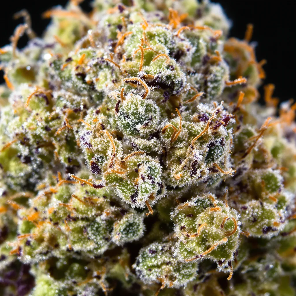 Gros plan de fleur de cannabis NYC Diesel montrant structure ouverte avec pistils orangés