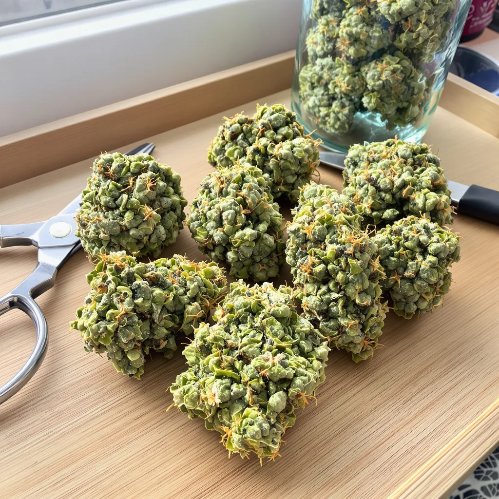 NYC Sour Diesel 11% indica / 89% sativa — fleur avec trichomes visibles