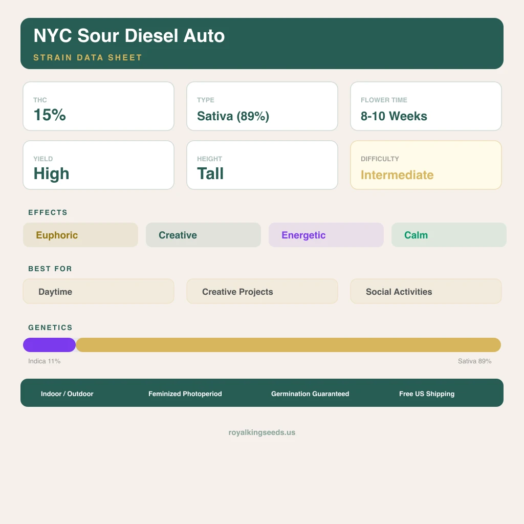NYC Sour Diesel 11% indica / 89% sativa — fleur avec trichomes visibles