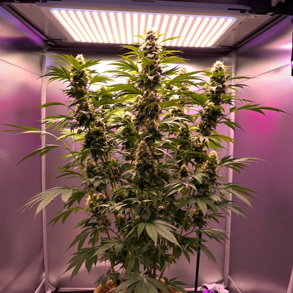Plante de cannabis OG Chem en floraison — 150-200 cm féminisée