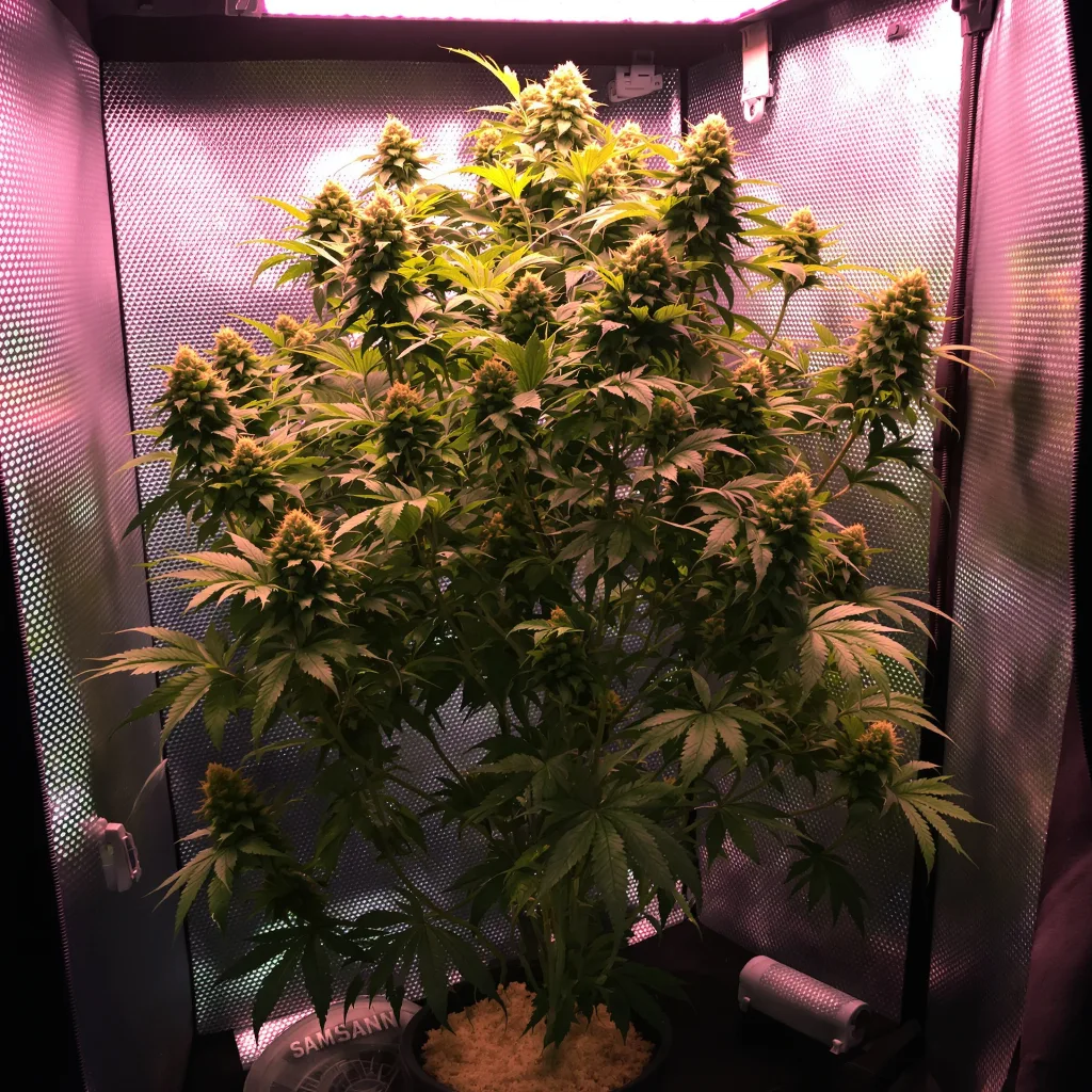Plante de cannabis OG Diesel Kush en floraison — 120-180 cm féminisée