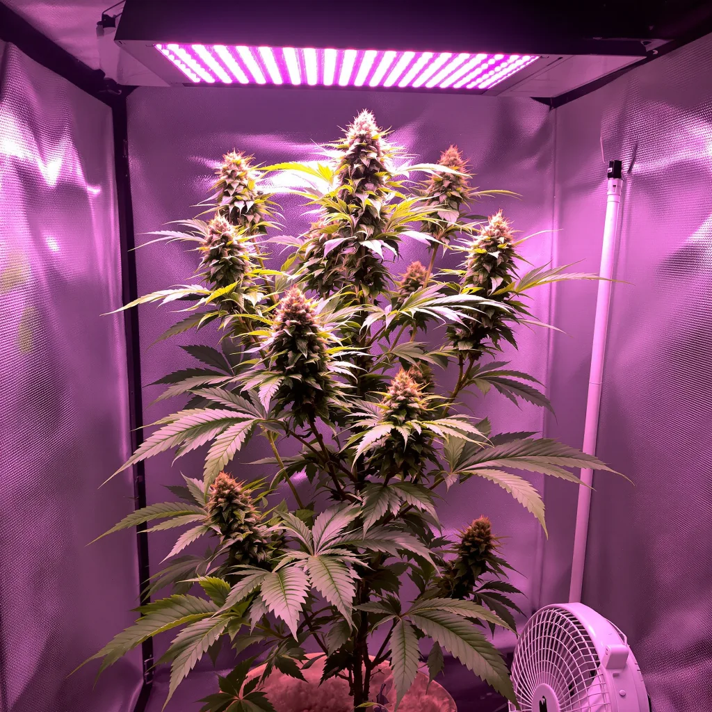 Plante de cannabis OG Kush en floraison — 60-100 cm autofloraison