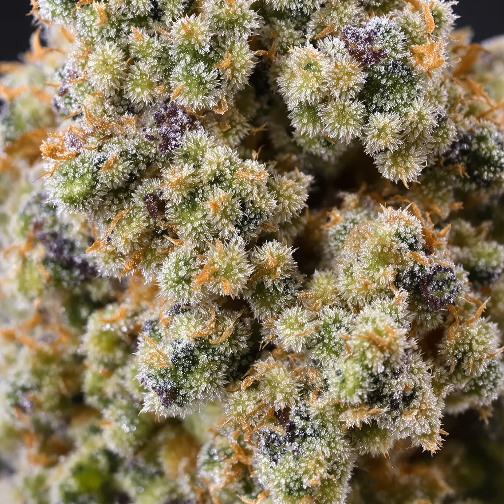 Gros plan de fleur de cannabis OG Kush montrant structure équilibrée avec trichomes givrés