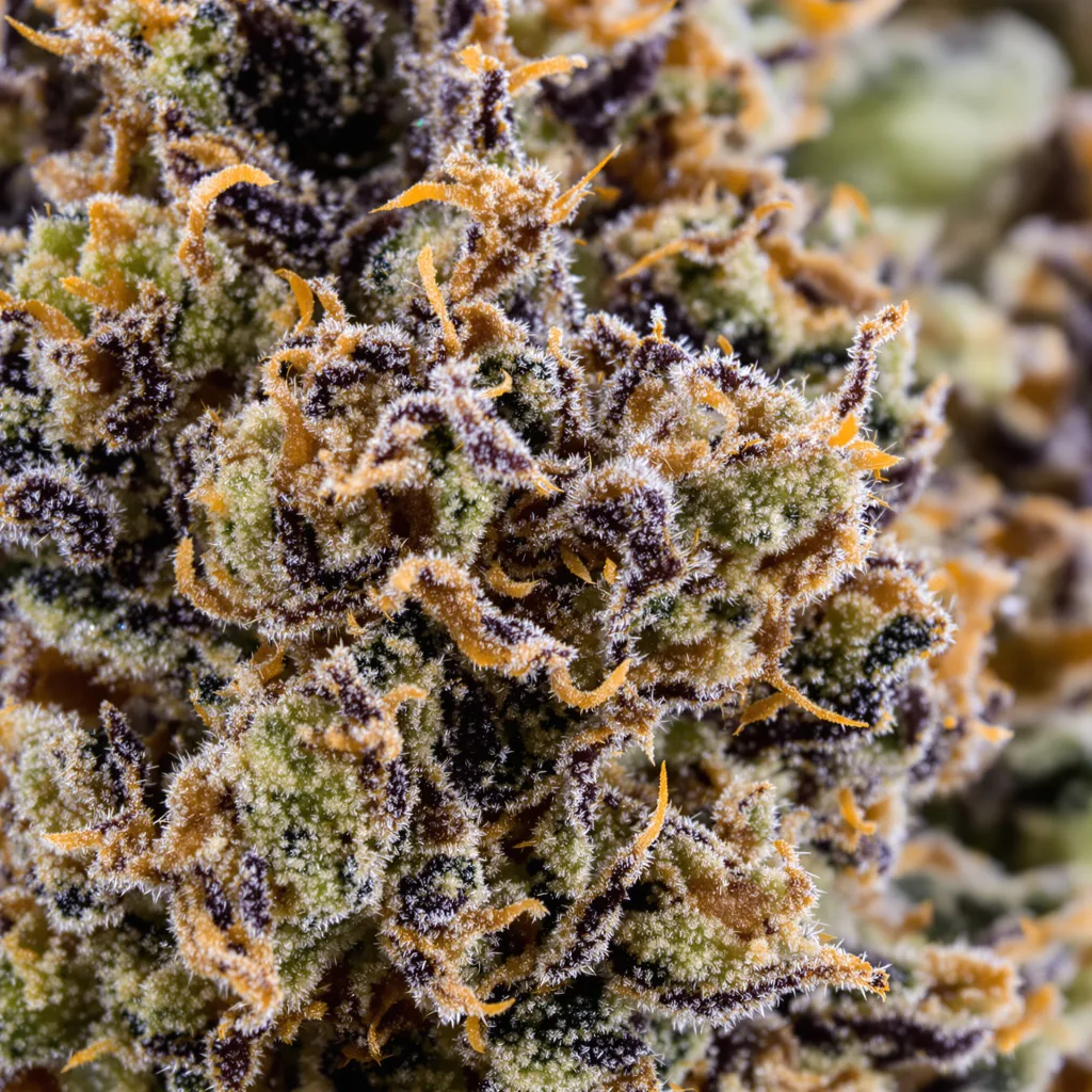 Gros plan de fleur de cannabis OG’s Pearl montrant calices denses aux reflets violets