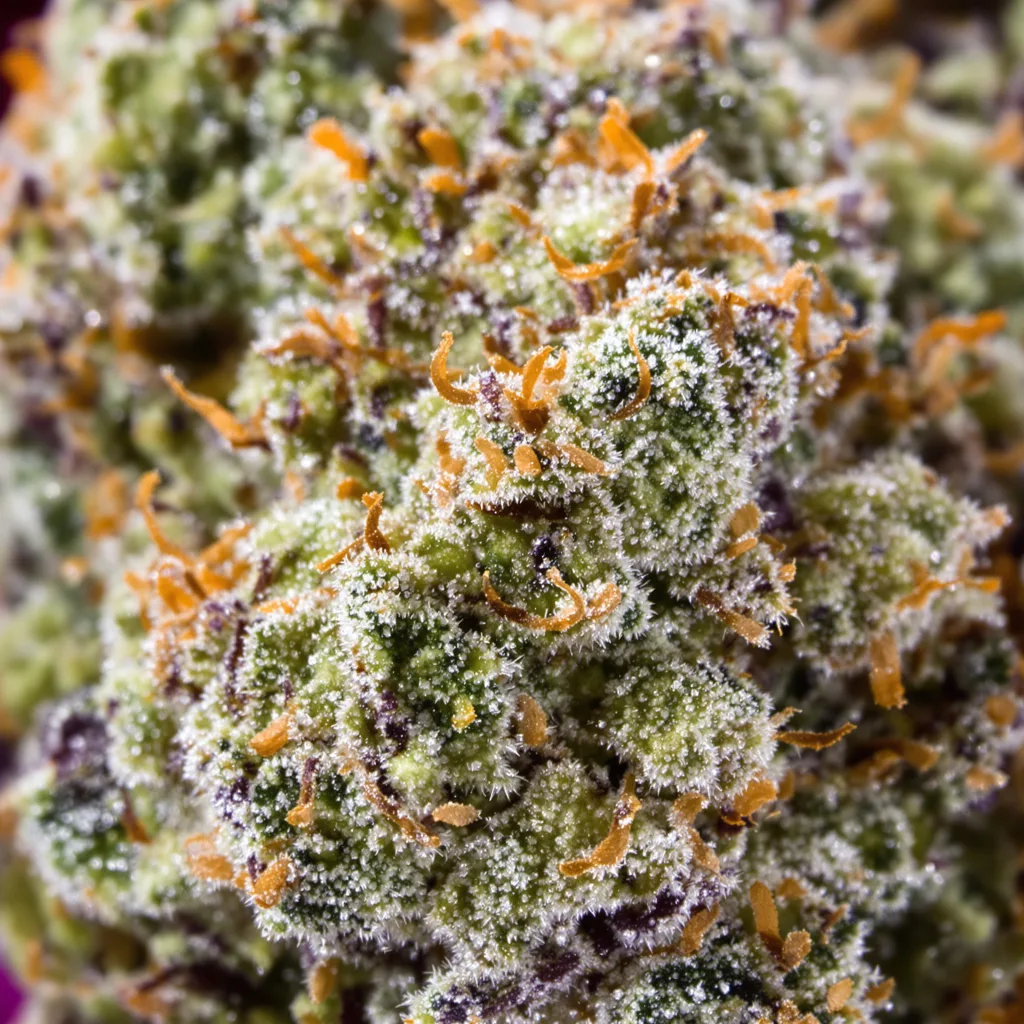 Gros plan de fleur de cannabis Ogre montrant nugs denses vert forêt