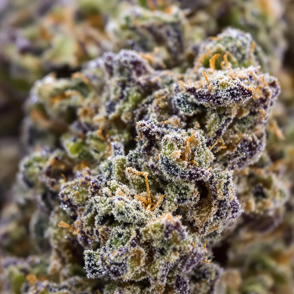 Gros plan de fleur de cannabis Opal OG Kush montrant calices denses aux reflets violets