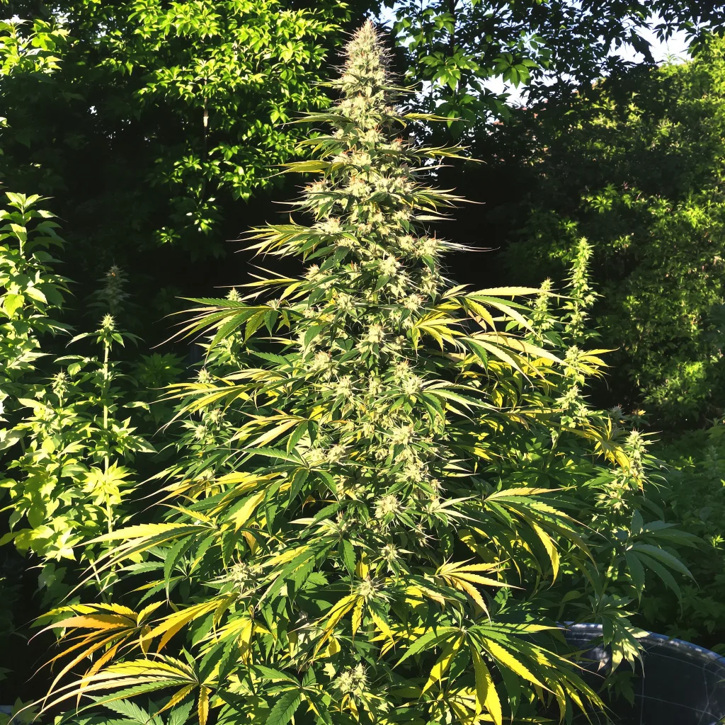 Orange Crush 20% indica / 80% sativa — fleur avec trichomes visibles