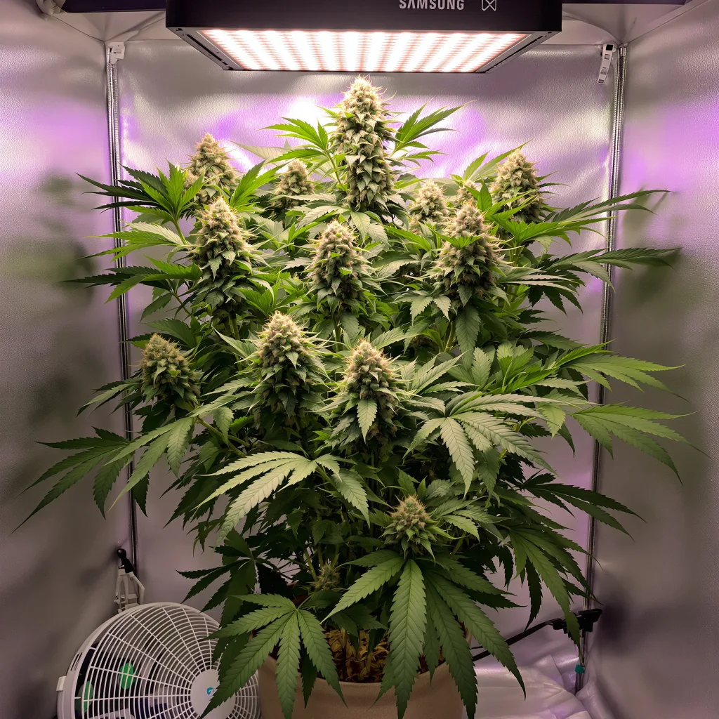Plante de cannabis Ortega en floraison — 60-100 cm autofloraison