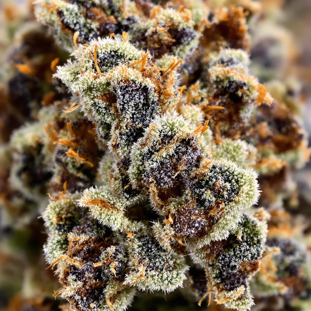 Gros plan de fleur de cannabis Ortega montrant calices denses aux reflets violets