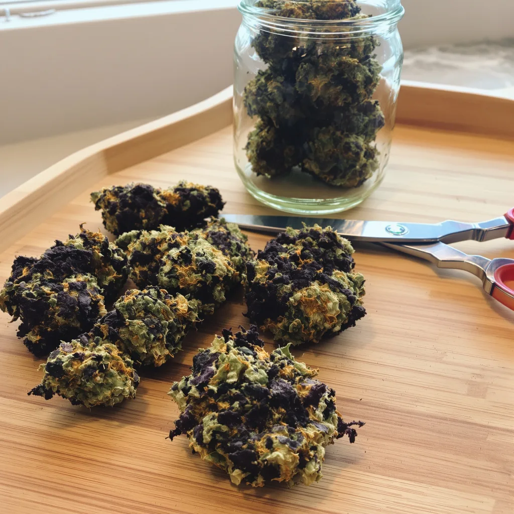 Ortega 75% indica / 25% sativa — fleur avec trichomes visibles