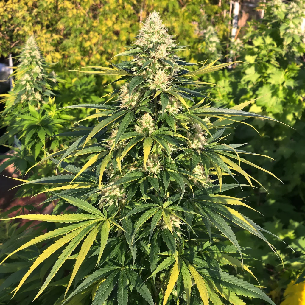 Ortega 75% indica / 25% sativa — fleur avec trichomes visibles