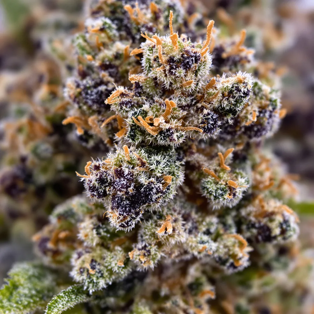 Gros plan de fleur de cannabis P-51 montrant calices denses aux reflets violets
