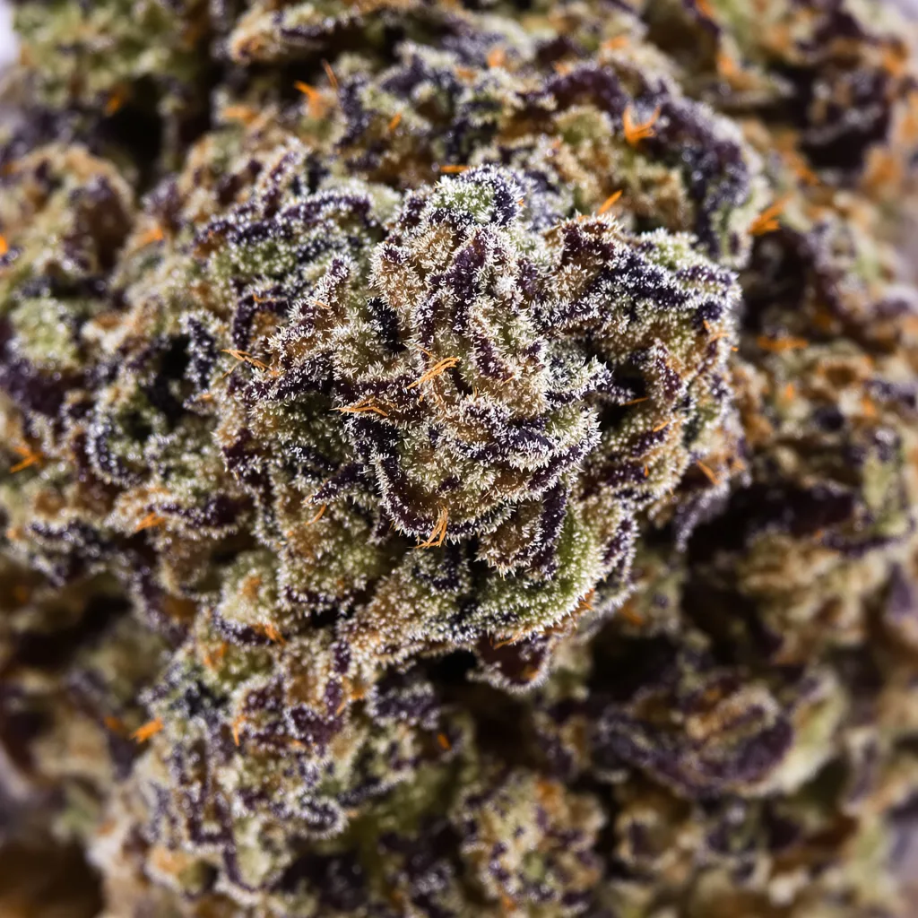 Gros plan de fleur de cannabis Pakistan Valley Kush montrant calices denses aux reflets violets