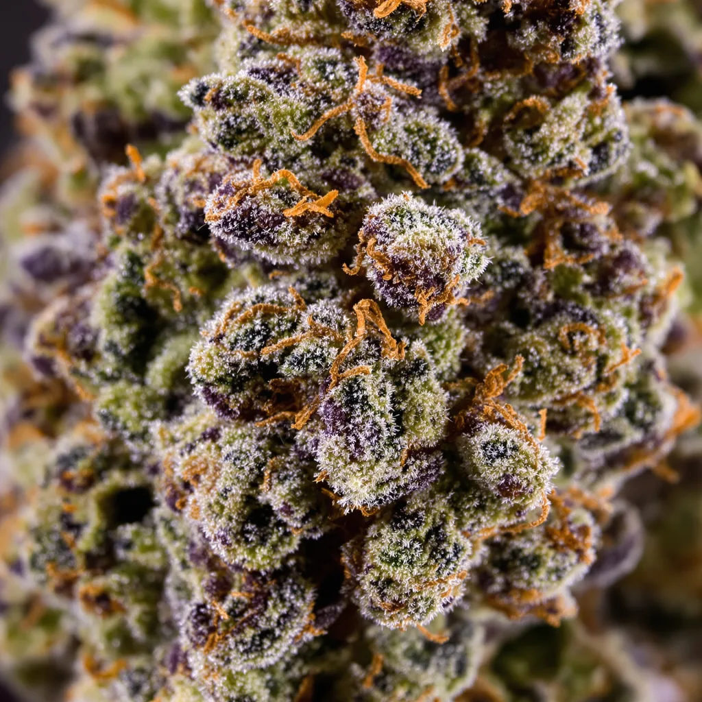 Gros plan de fleur de cannabis Pakistan Valley Kush montrant calices denses aux reflets violets