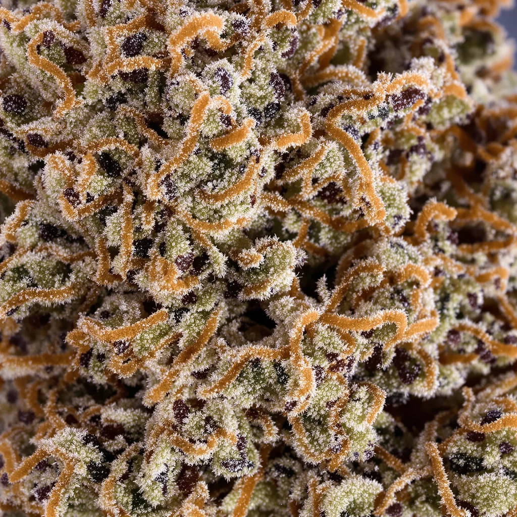 Gros plan de fleur de cannabis Pakistani Chitral Kush montrant calices denses aux reflets violets