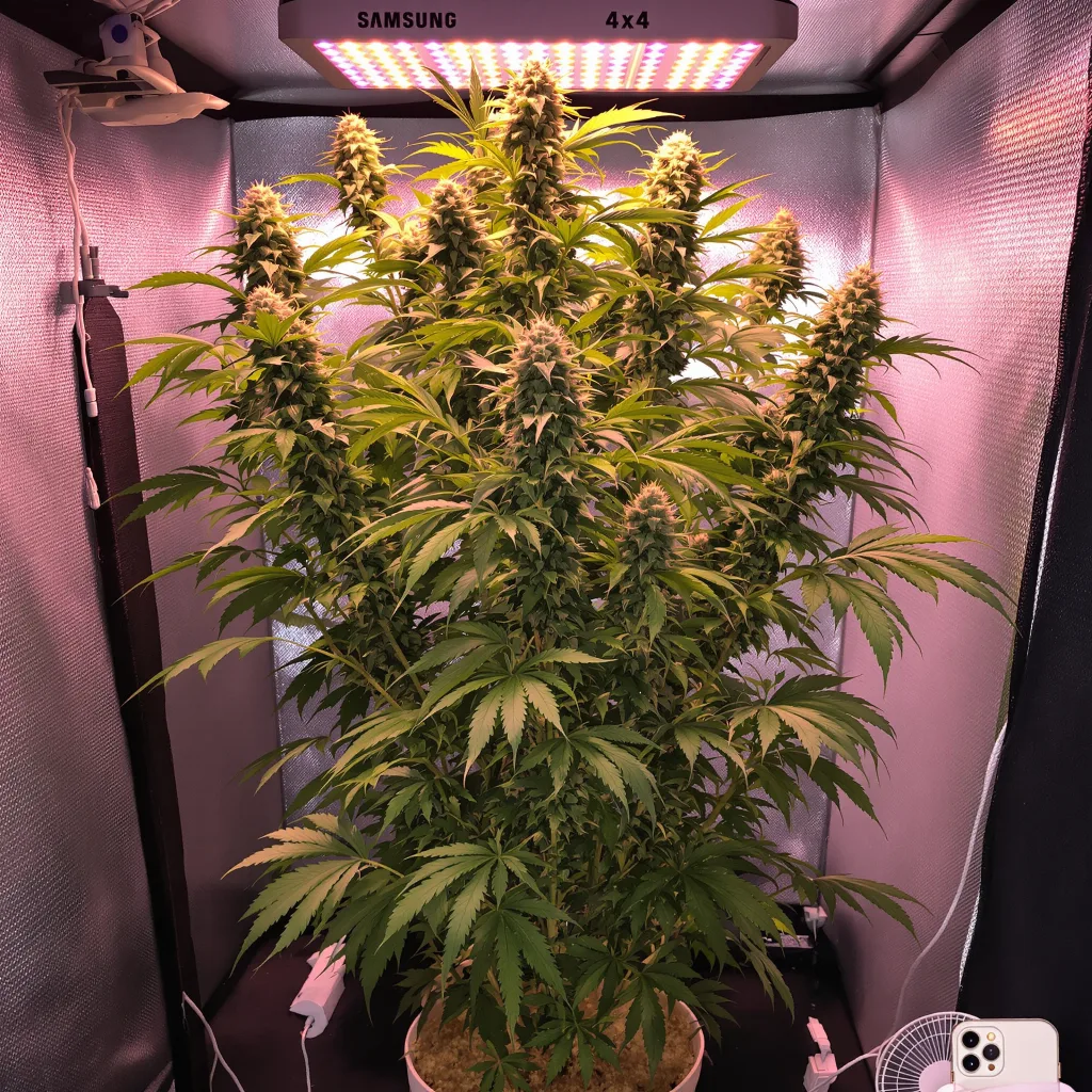 Plante de cannabis Panama en floraison — 150-200 cm féminisée