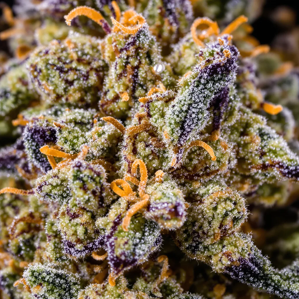 Gros plan de fleur de cannabis Pandora’s Box montrant nugs denses vert forêt