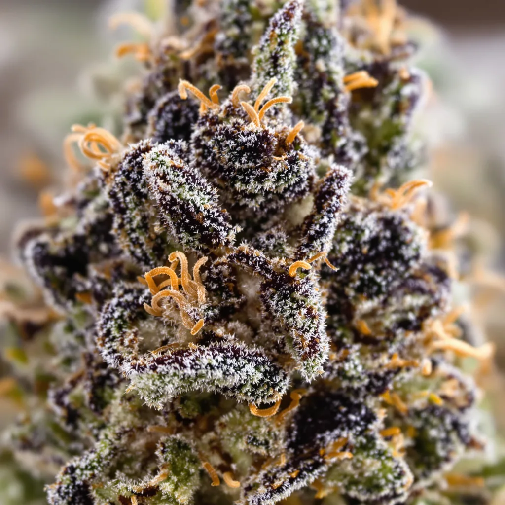 Gros plan de fleur de cannabis Paris XXX montrant calices denses aux reflets violets