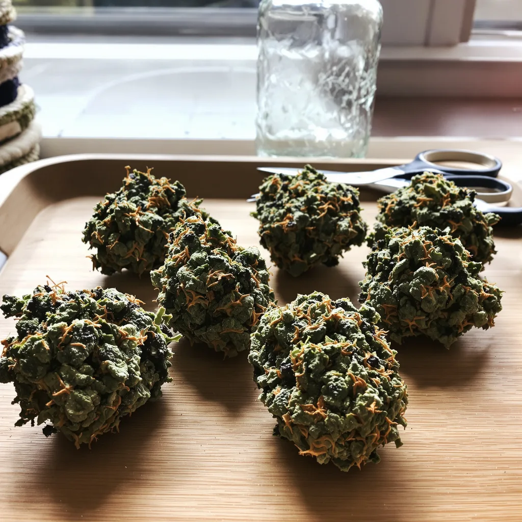 Paris XXX 85% indica / 15% sativa — fleur avec trichomes visibles