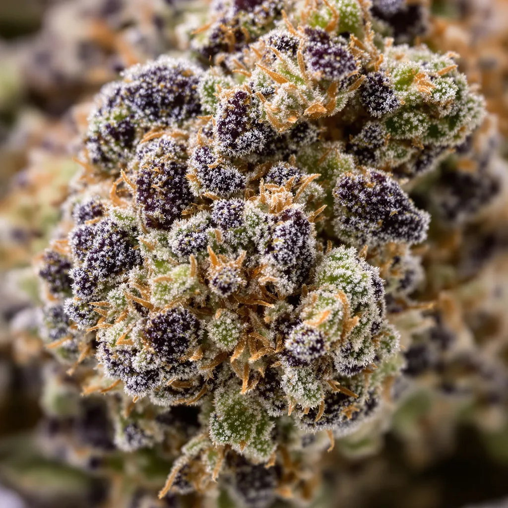 Gros plan de fleur de cannabis Petrolia Headstash montrant calices denses aux reflets violets