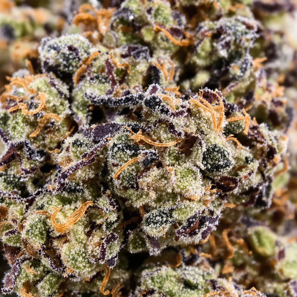 Gros plan de fleur de cannabis Peyote Cookies montrant calices denses aux reflets violets
