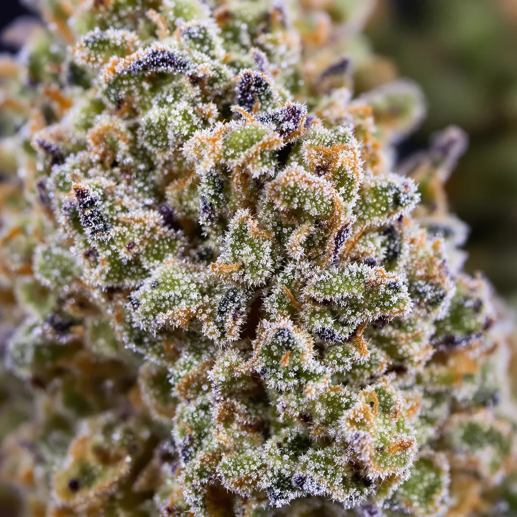 Gros plan de fleur de cannabis Phantom Cookies montrant structure ouverte avec pistils orangés