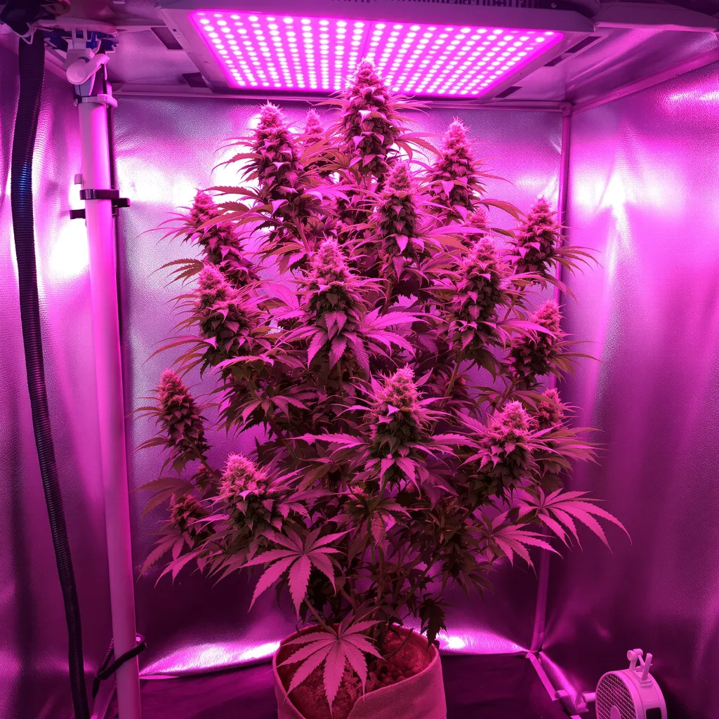 Plante de cannabis Phantom Cookies en floraison — 120-180 cm féminisée