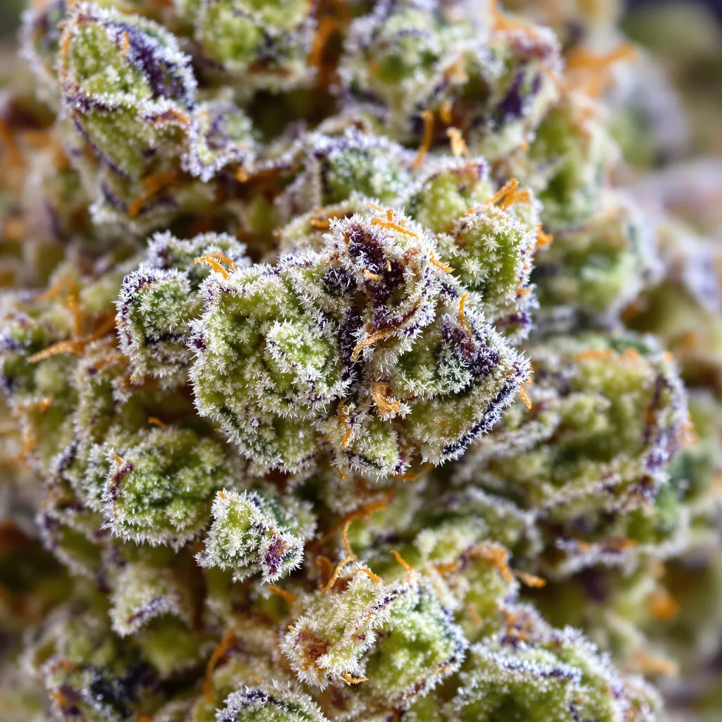 Gros plan de fleur de cannabis Pie Scream montrant structure équilibrée avec trichomes givrés