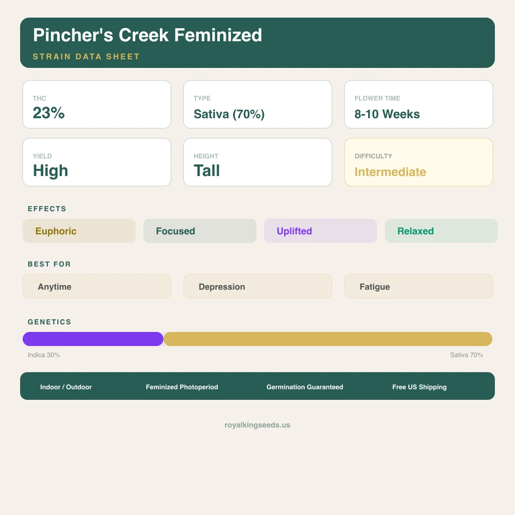 Pincher's Creek 30% indica / 70% sativa — fleur avec trichomes visibles