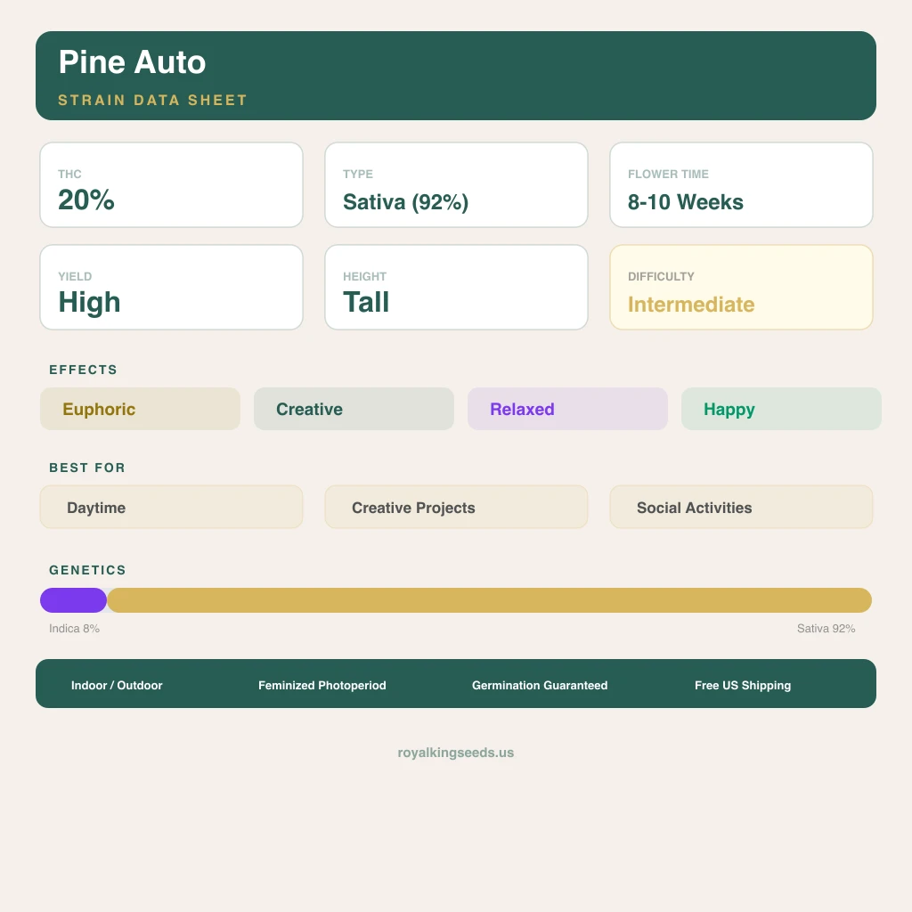 Pine 8% indica / 92% sativa — fleur avec trichomes visibles