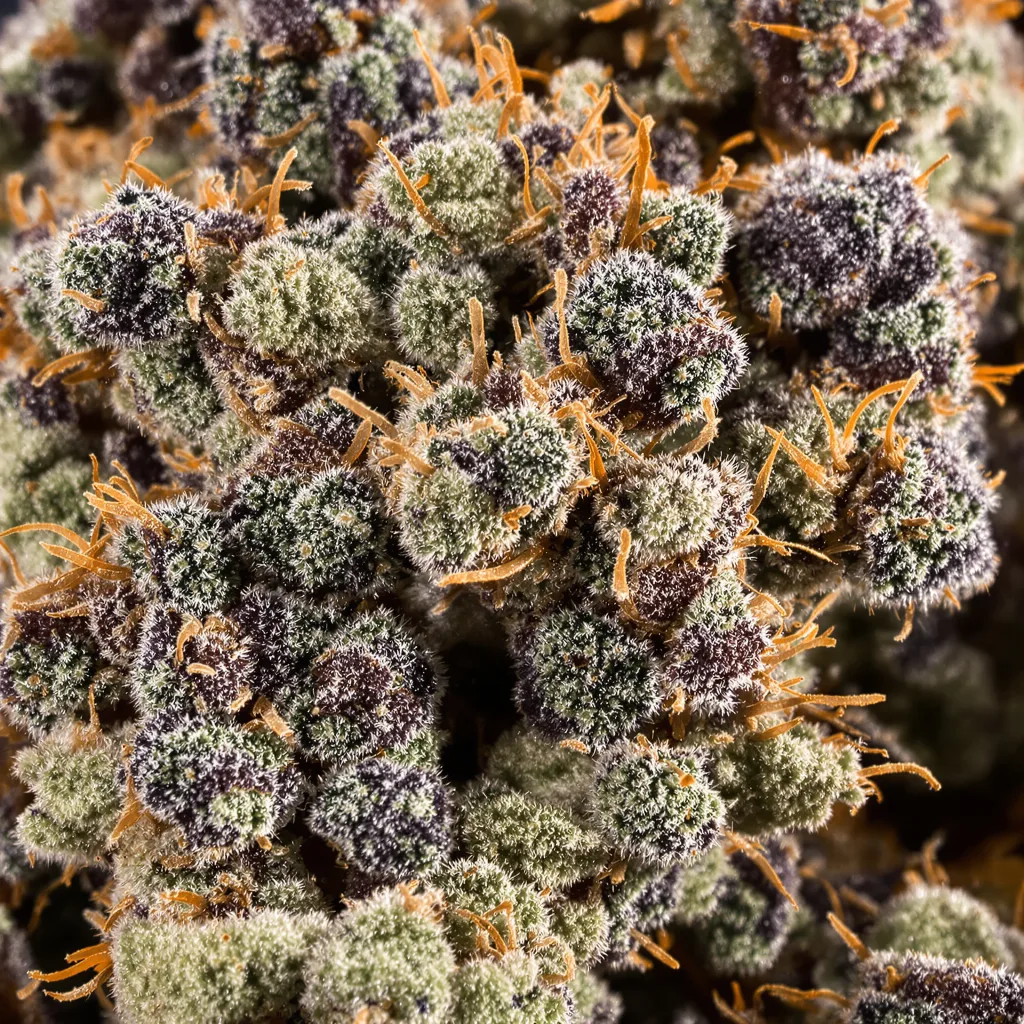 Gros plan de fleur de cannabis Pine Tar Kush montrant calices denses aux reflets violets