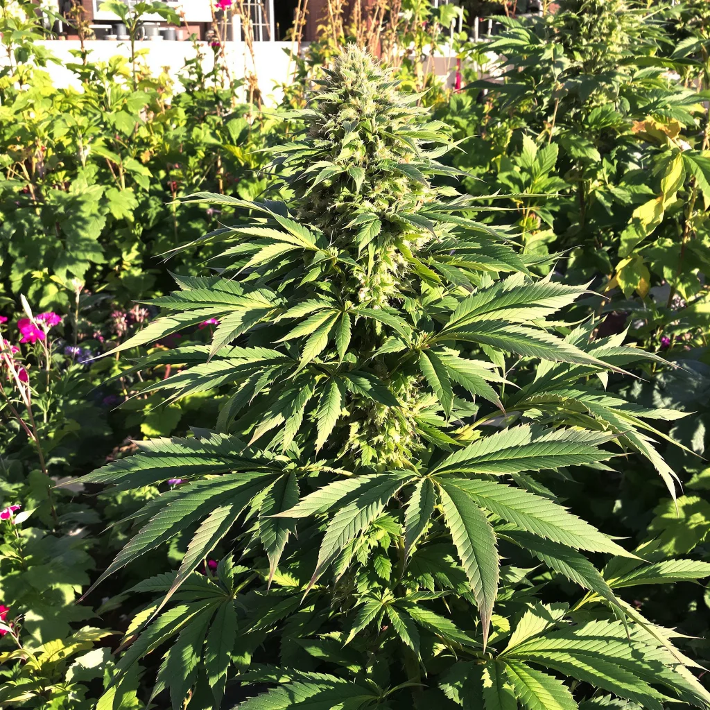 Pine Tar Kush 65% indica / 35% sativa — fleur avec trichomes visibles