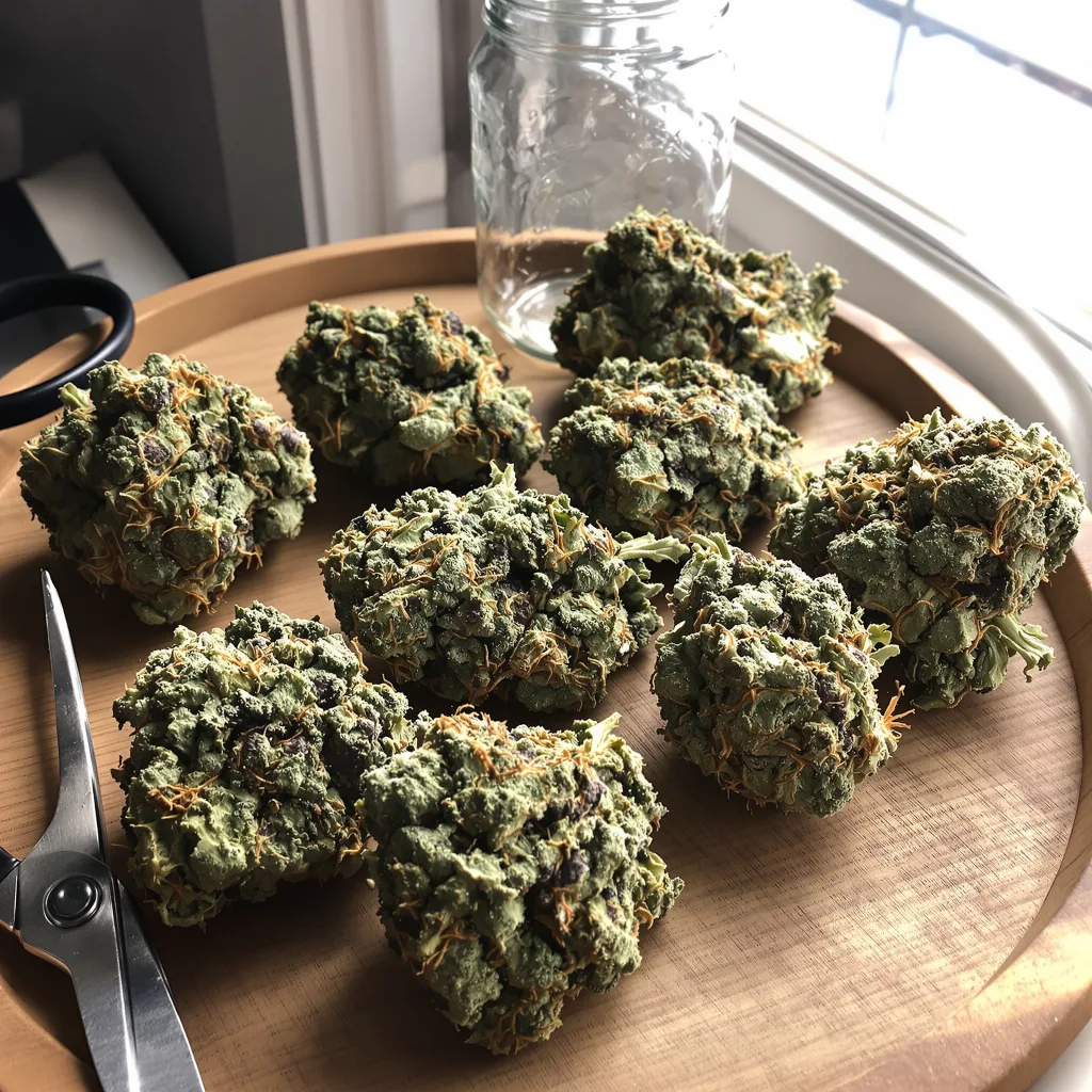 Pineapple Diesel 50% indica / 50% sativa — fleur avec trichomes visibles