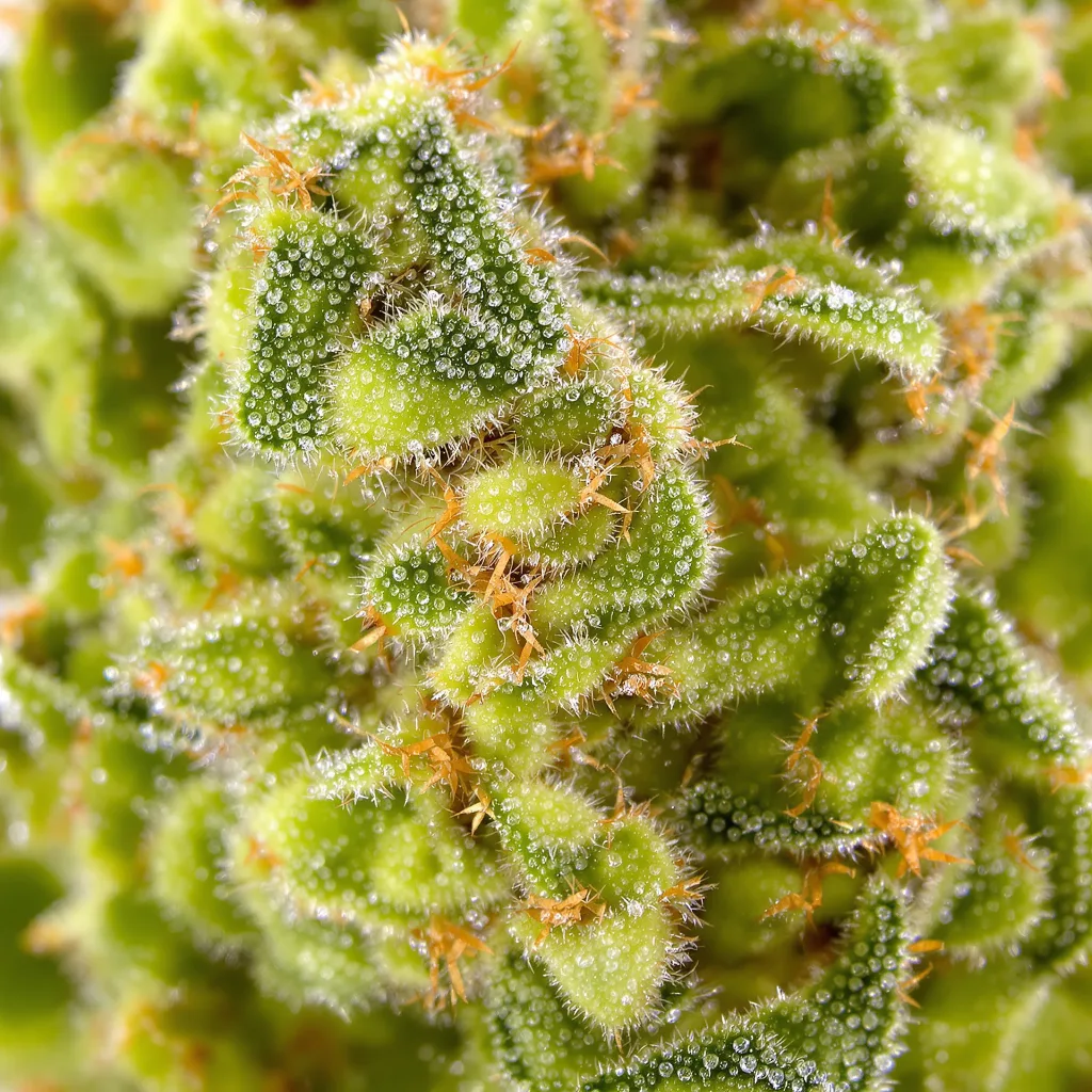 Gros plan de fleur de cannabis Pineapple Jack montrant structure aérée vert lime