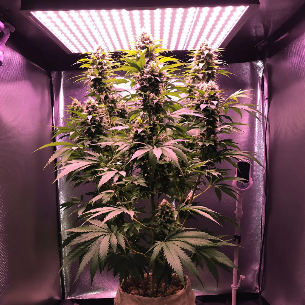 Plante de cannabis Pineapple Trainwreck en floraison — 150-200 cm féminisée