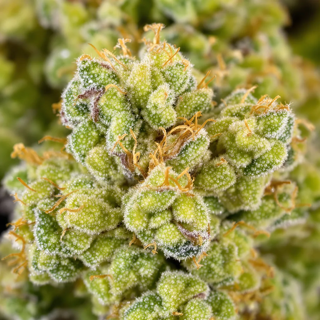 Gros plan de fleur de cannabis Pineapple Trainwreck montrant structure aérée vert lime