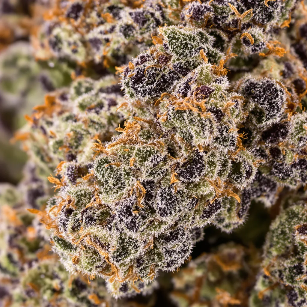 Gros plan de fleur de cannabis Pink Bubba montrant calices denses aux reflets violets