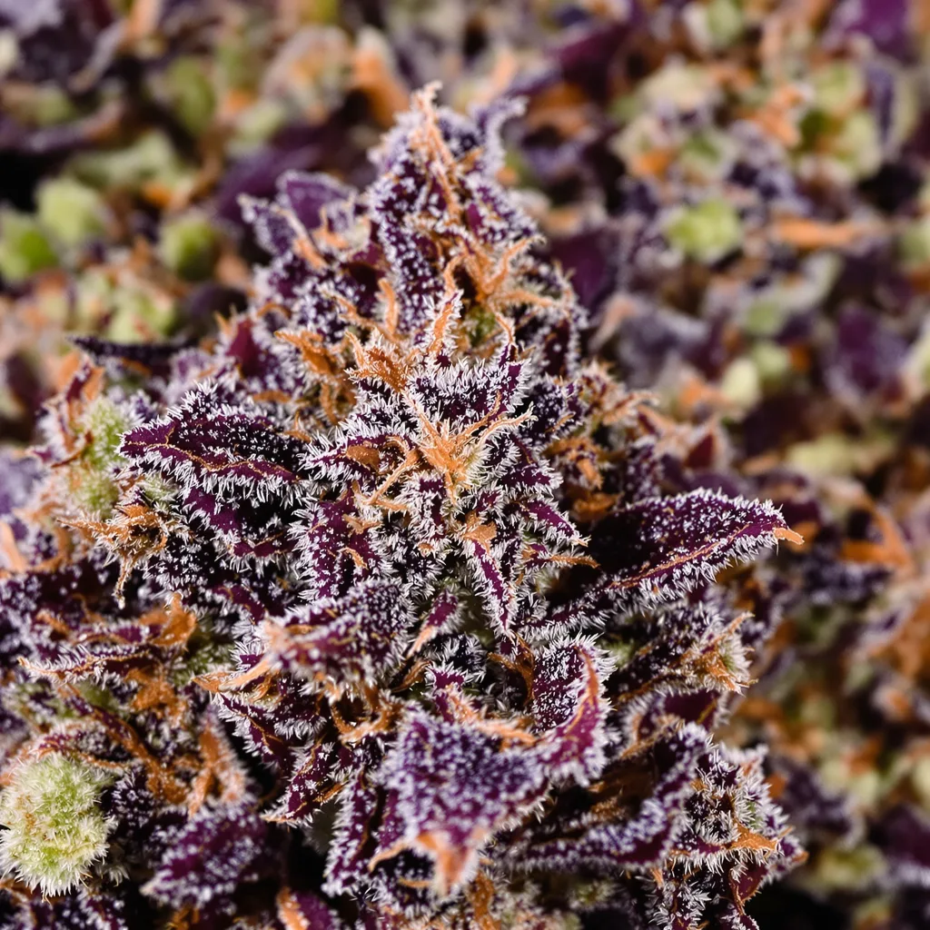 Gros plan de fleur de cannabis Pink Death Star montrant calices denses aux reflets violets