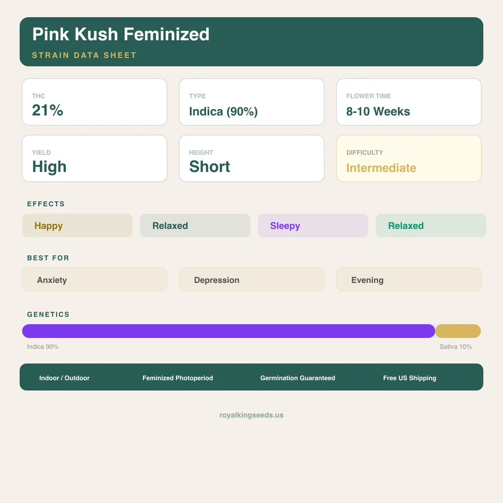 Pink Kush 90% indica / 10% sativa — fleur avec trichomes visibles