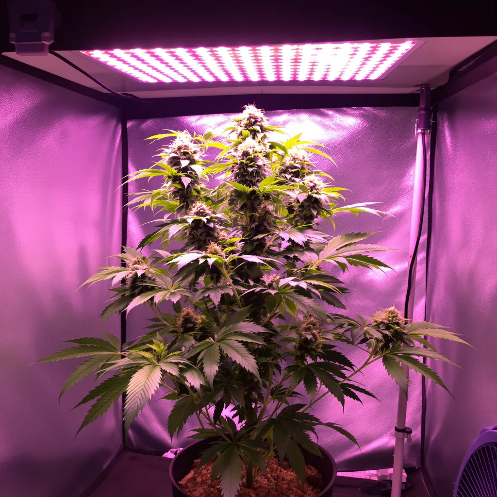 Plante de cannabis Pink Panther en floraison — 90-130 cm féminisée