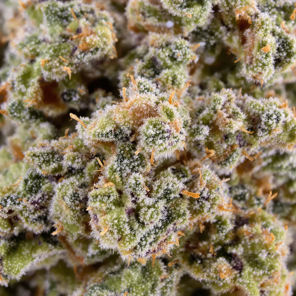 Gros plan de fleur de cannabis Pink Pez montrant nugs denses vert forêt