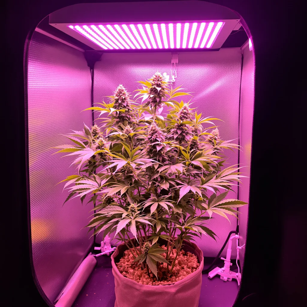 Plante de cannabis Pinkman Goo en floraison — 60-100 cm autofloraison
