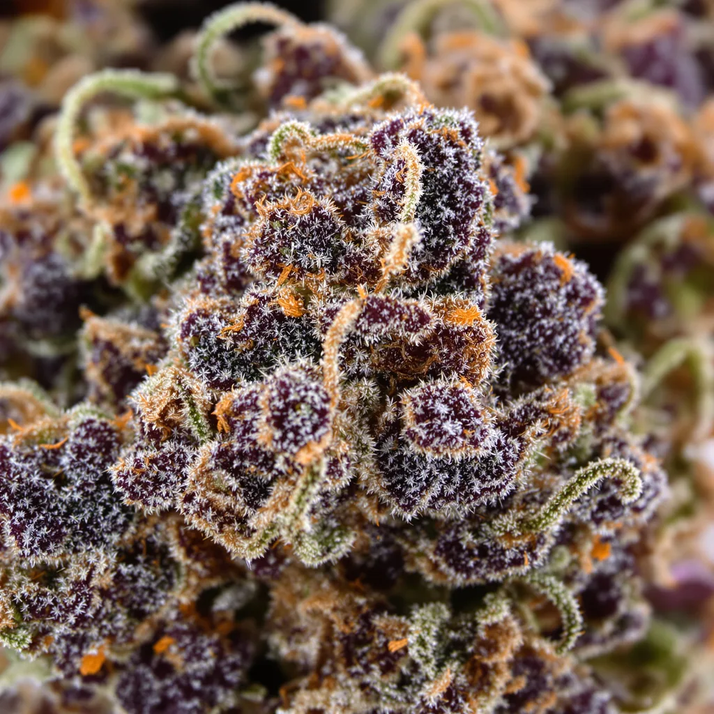 Gros plan de fleur de cannabis Pinkman Goo montrant calices denses aux reflets violets