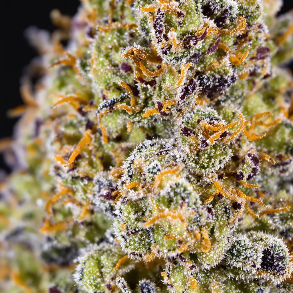 Gros plan de fleur de cannabis Platinum GSC montrant nugs denses vert forêt
