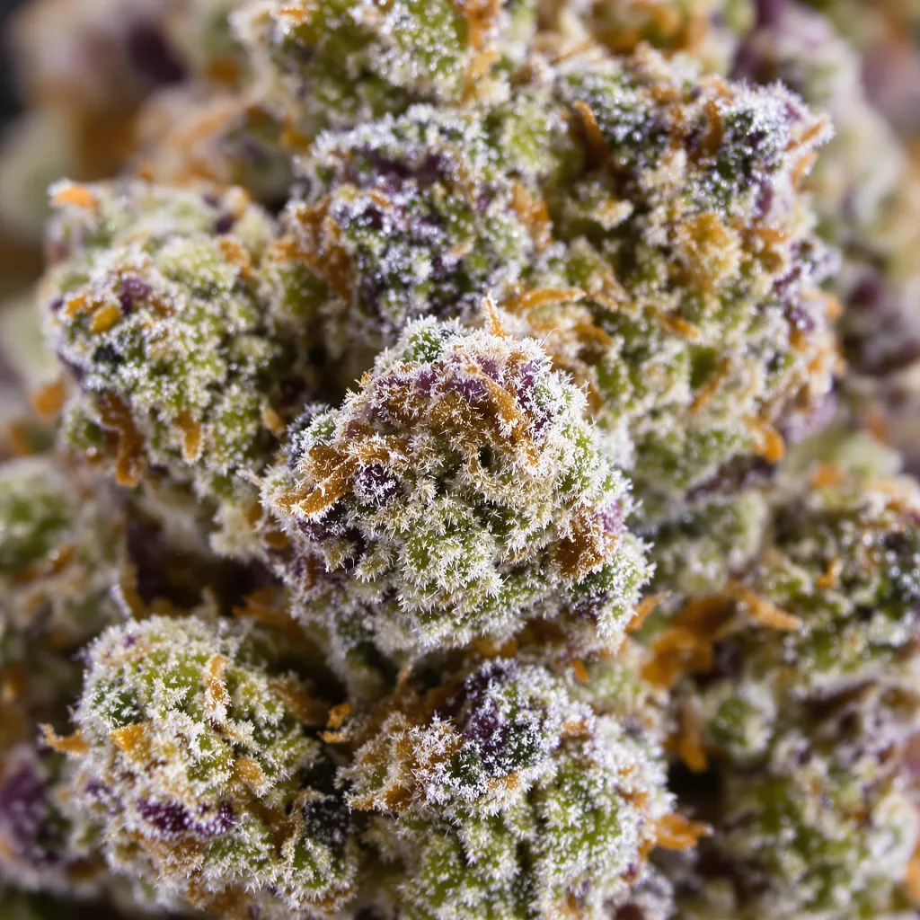Gros plan de fleur de cannabis Plushberry montrant structure ouverte avec pistils orangés