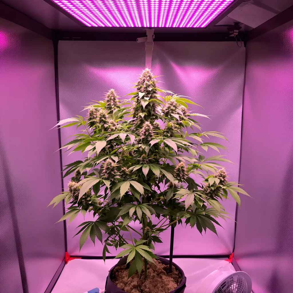Plante de cannabis Pokie en floraison — 90-130 cm féminisée