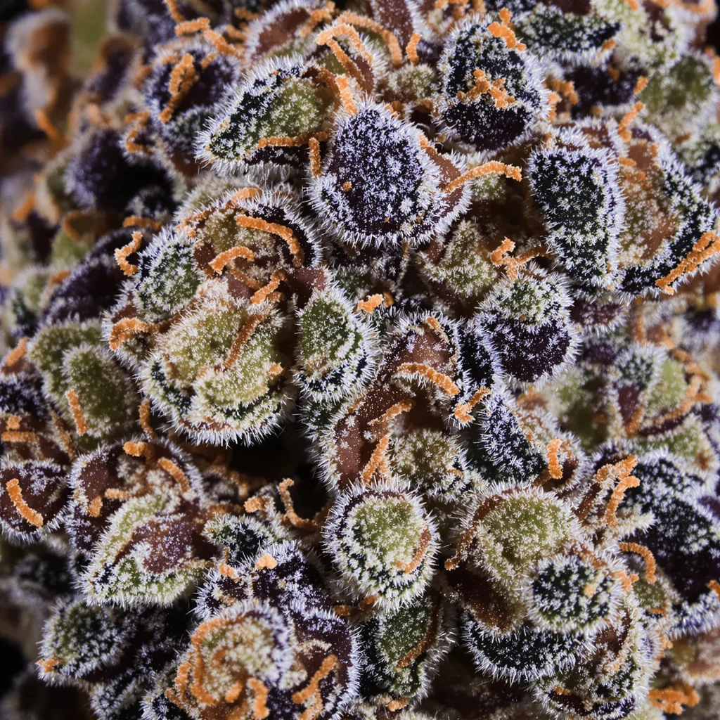 Gros plan de fleur de cannabis Pokie montrant calices denses aux reflets violets